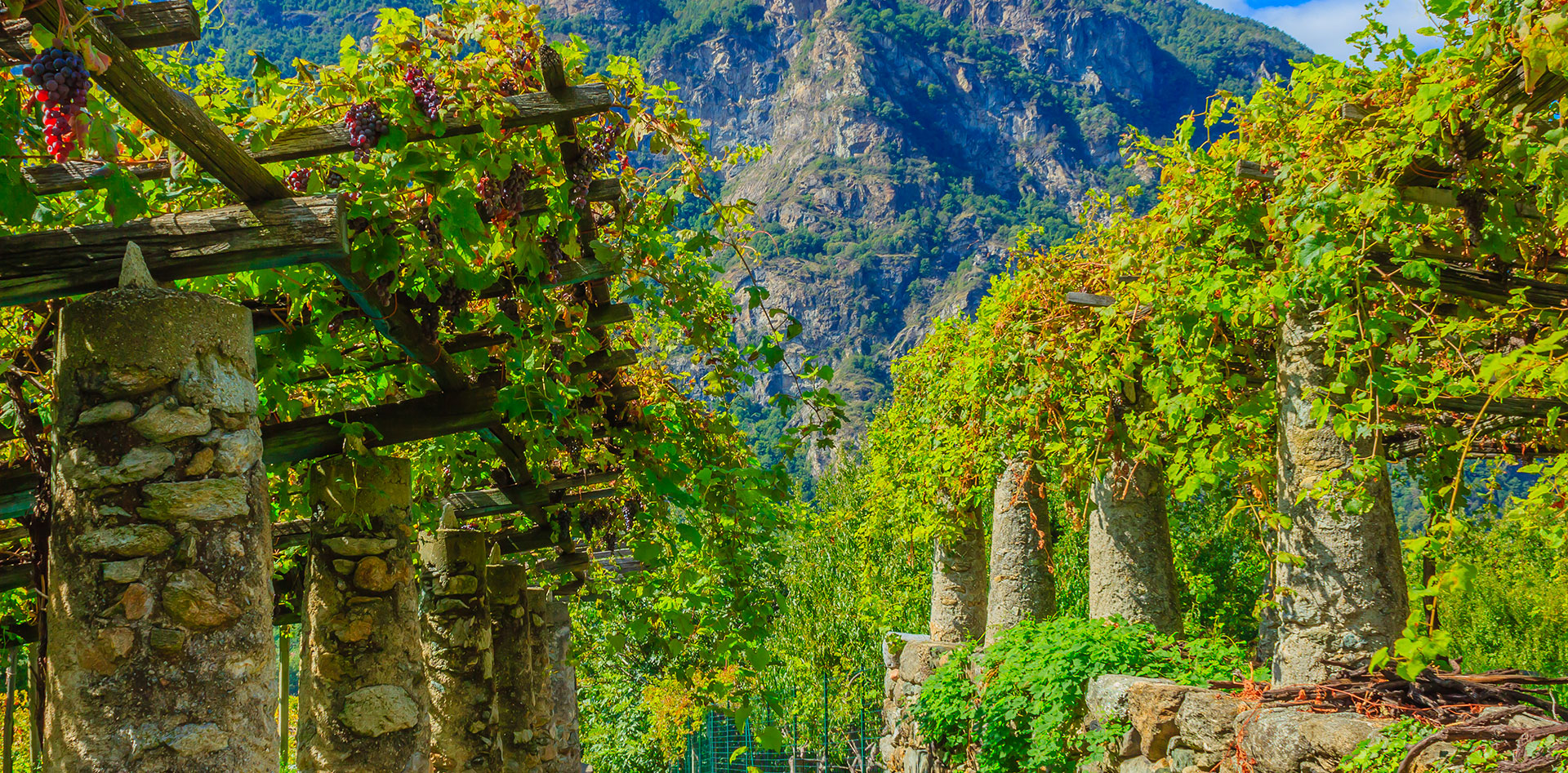 STRADA DEI VIGNETI ALPINI